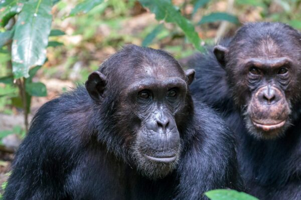 chimpanzees in Tanzania