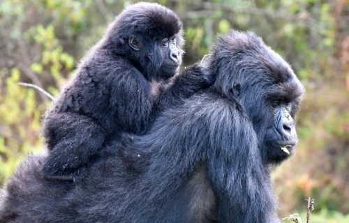 gorillas in Mgahinga gorilla national park