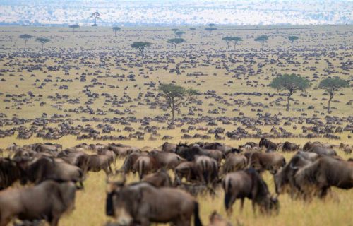 great wildebeest migration in Kenya