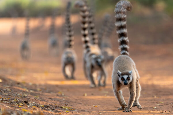 lemurs in Madagascar