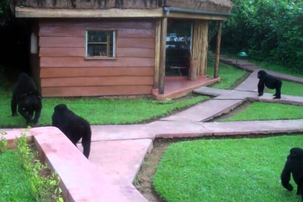 Sanctuary Gorilla Forest Camp