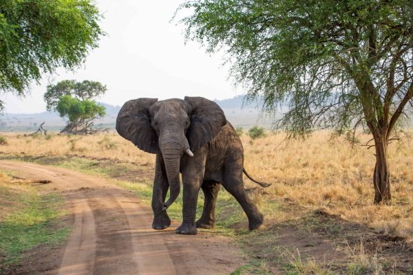 A bull elephant switches from off-roading to route one in the Kidepo Valley National Park
