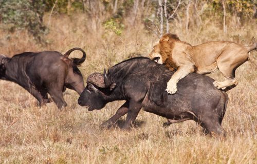 A game Drive in Kidepo National Park