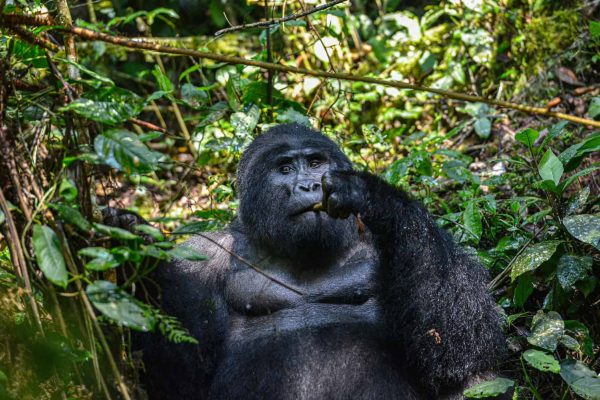 A gorilla contemplates his weekly plans in the green thickets of Bwindi Impenetrable National Park