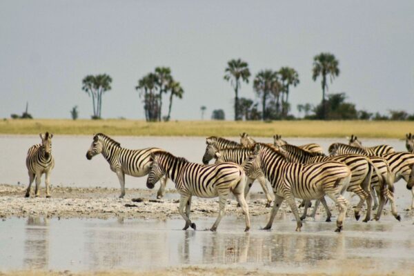 Following the Zebra of Makgadikgadi Following the Zebra of Makgadikgadi