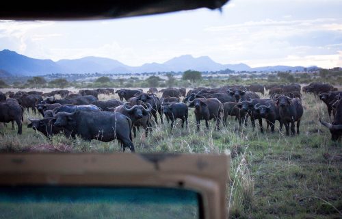 Game Drive in Kidepo Valley National Park