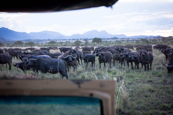 Game Drive in Kidepo Valley National Park