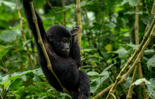 Gorilla Tracking in Bwindi Forest National Park