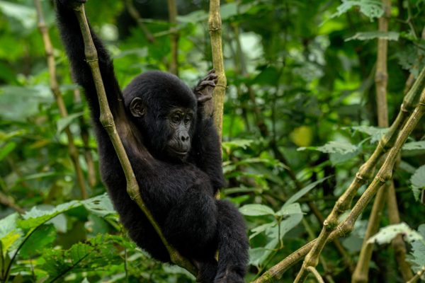 Gorilla Tracking in Bwindi Forest National Park