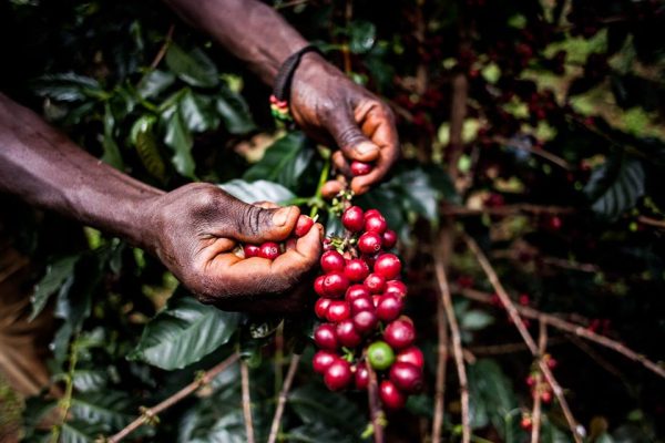 Sipi Falls Coffee Tour to Kapchorwa