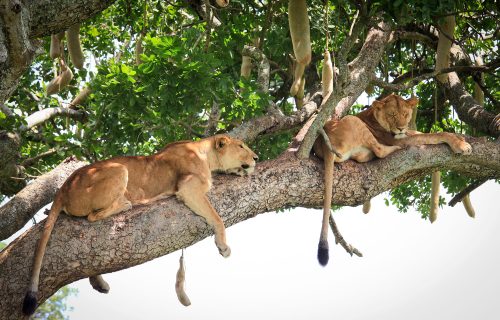 Kidepo National Park Safari