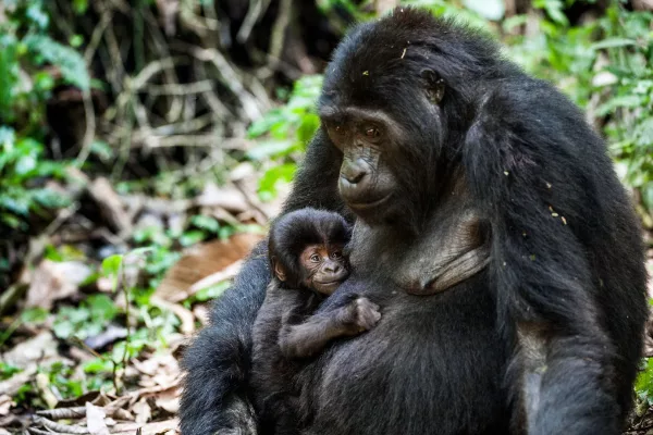 Mgahinga Gorilla National Park (Uganda)