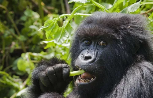 Mgahinga Gorilla National Park, Uganda