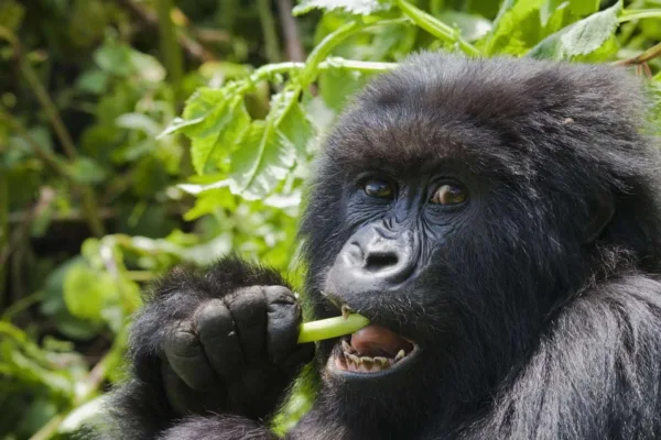 Mgahinga Gorilla National Park, Uganda