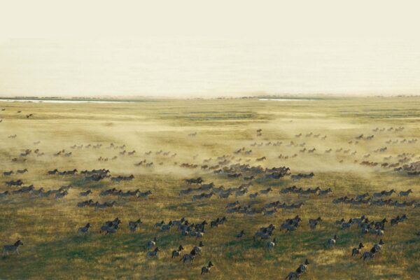 The Mysterious Migration of the Makgadikgadi