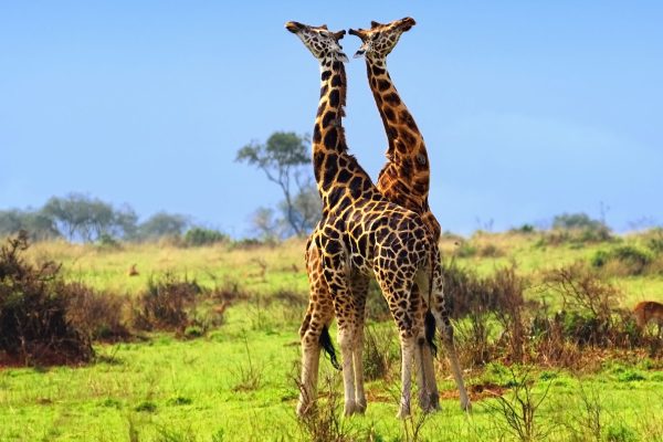 giraffes in Kidepo National Park