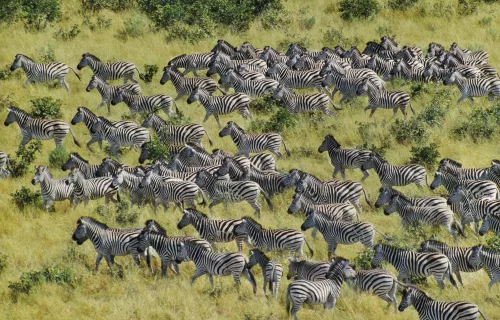 zebra migration Botswana