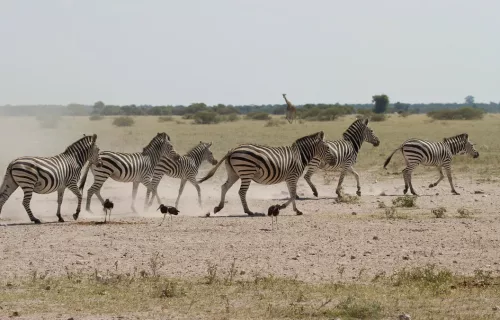 Zebra Migration in Central Kalahari