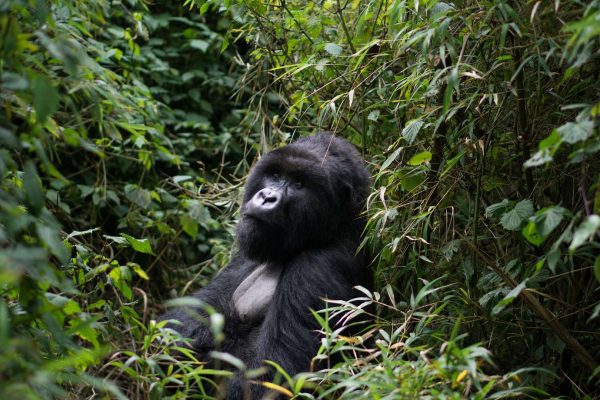 Gay Gorilla Trekking in Rwanda