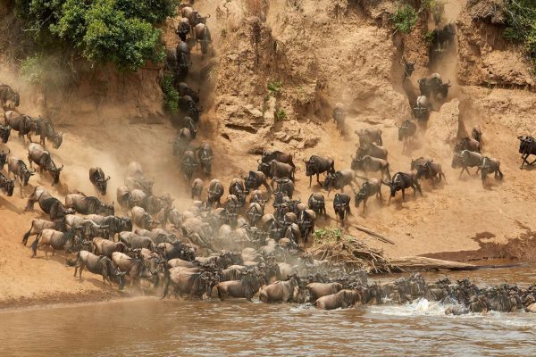 Great Wildebeest Migration Safaris