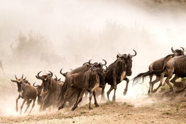 KENYA WILDEBEEST MIGRATION