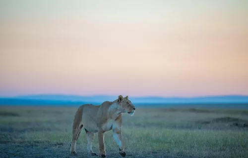 3-Day Masai Mara Fly-in Safari with Governors Camp