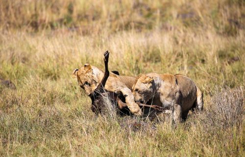 4 Days Masai Mara Safari.