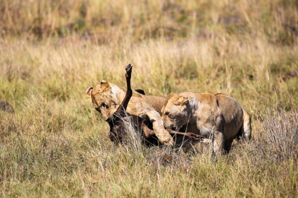 4 Days Masai Mara Safari.