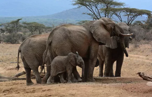 9 Days Kenya Safari