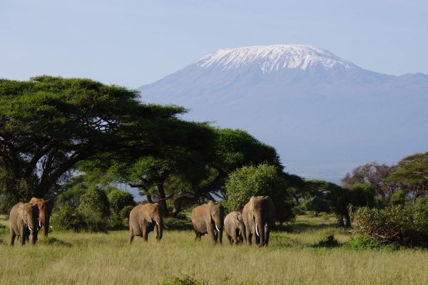 Amboseli Lodge Safari