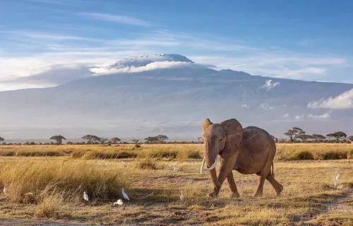 Amboseli vs Aberdare vs Masai Mara