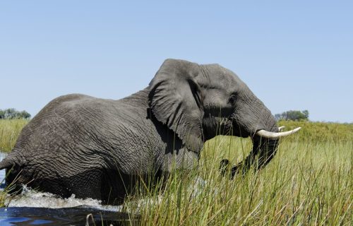 Chobe and Okavango Delta Tour