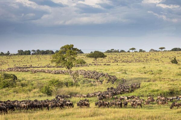Gorilla Trekking and Great Migration Tour