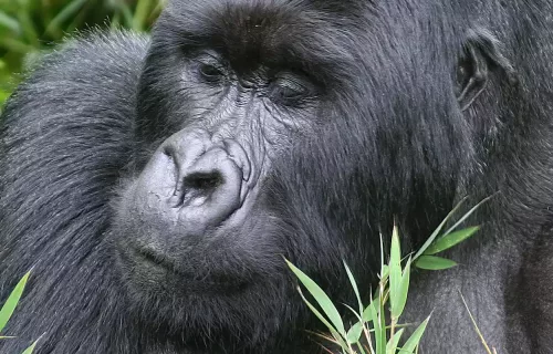 Gorilla Trekking and Great Migration Tour Itinerary