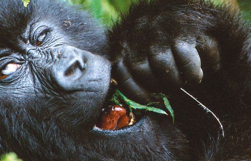 Gorilla Trekking in Bwindi vs Mgahinga vs Volcanoes