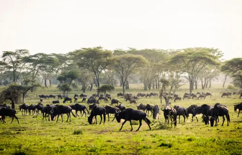 Kenya Tanzania Zanzibar Safari
