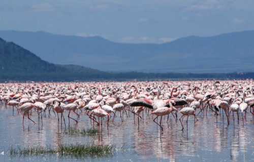 Lake Nakuru vs Masai Mara vs Lake Naivasha