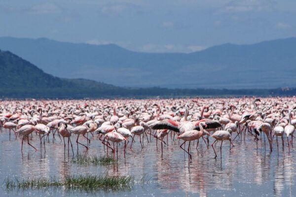 Lake Nakuru vs Masai Mara vs Lake Naivasha