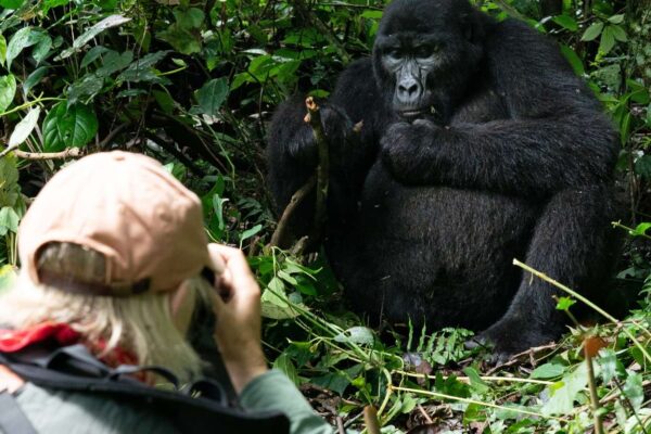 Premier Primate Trip to Uganda And Rwanda