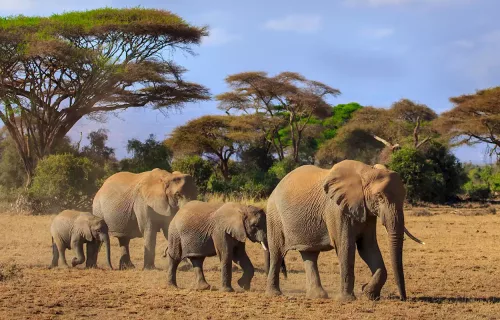 Ultimate Kenya safari, Amboseli and Masai Mara