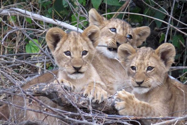 Victoria Falls, Chobe National Park and Okavango Delta Victoria Falls, Chobe National Park and Okavango Delta