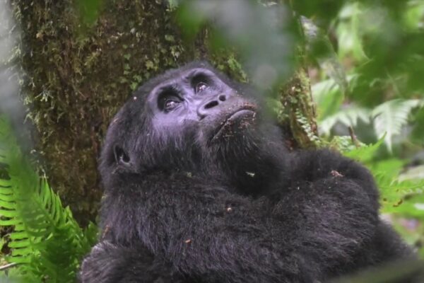 Gorilla Safari Trek in Rwanda vs Uganda