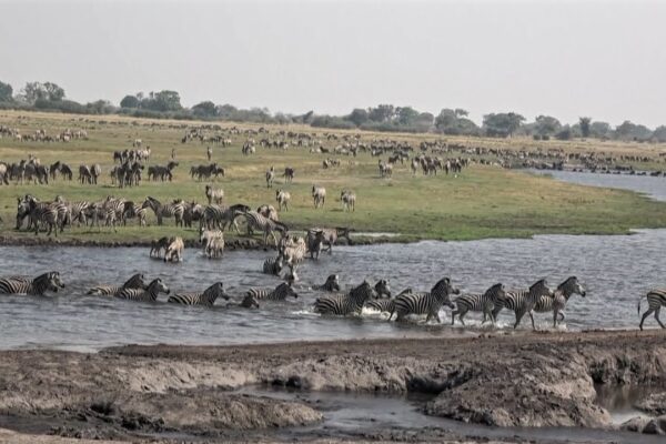 Botswana Chobe National Park morning safari Botswana Chobe National Park morning safari
