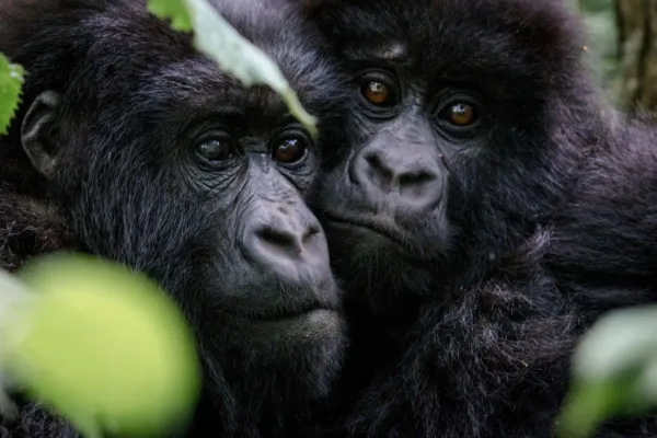 Best Gorilla Trekking in Rwanda