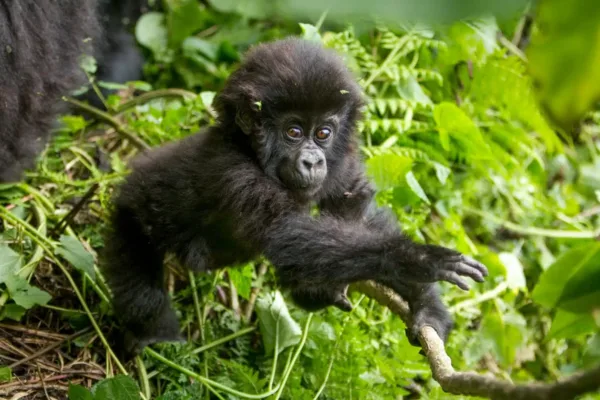 Gorilla Trekking in Rwanda