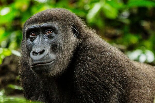 TRACKING GORILLA IN THE CONGO