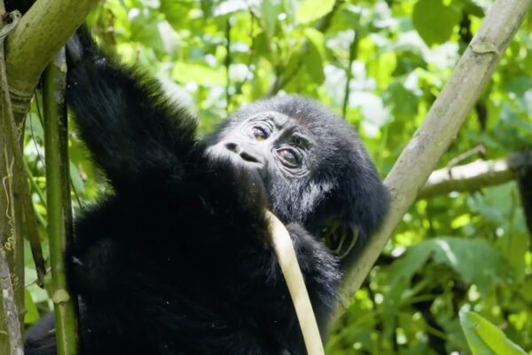 Bwindi Gorilla Trek Uganda