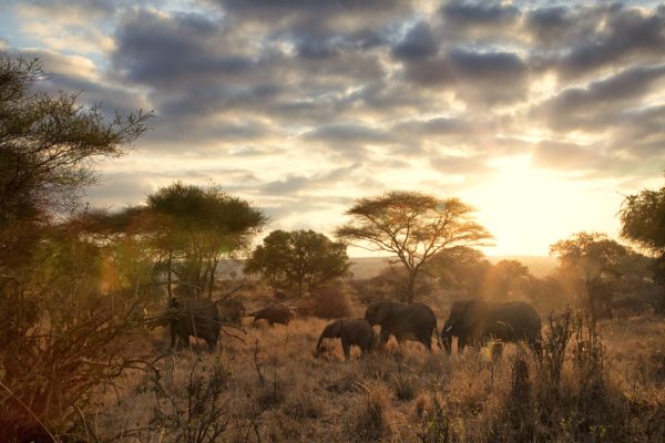 Africa safaris
