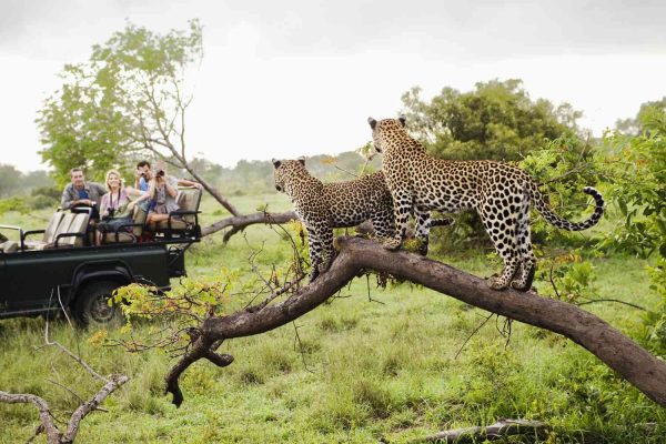 Cape Town And Kruger.