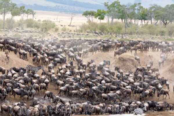 Kenya and Tanzania Safari Kenya and Tanzania Safari
